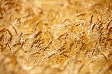 Poetic landscape with golden-swaying ears of wheat clad in the light of summer