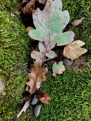 Fallen oak leaves and acorns on a green moss background. Autumn forest floor texture with natural details, symbol of seasonal change and woodland nature.
