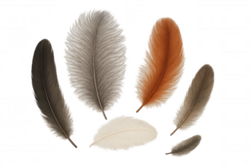 Various bird feathers floating, soft plumage for decoration, natural lightweight quill texture on transparent background