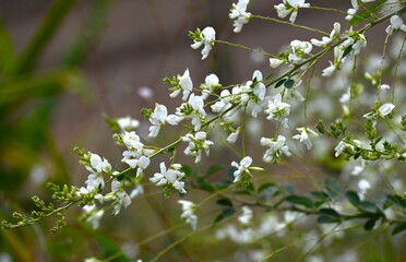 Japanese white bush clover flowers. Fabaceae deciduous shrub. The sight of elegant white butterfly-shaped flowers swaying in the breeze in gardens is a symbol of autumn in Japan.