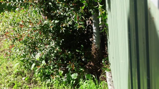 A swarm of bees building a nest near a fence post in garden backyard area, vast majority of a bee colony, responsible for all tasks from nursing larvae and building honeycomb to foraging for nectar.