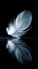 Obraz premium A solitary, ethereal white feather gracefully floats and reflects on a black, glossy surface