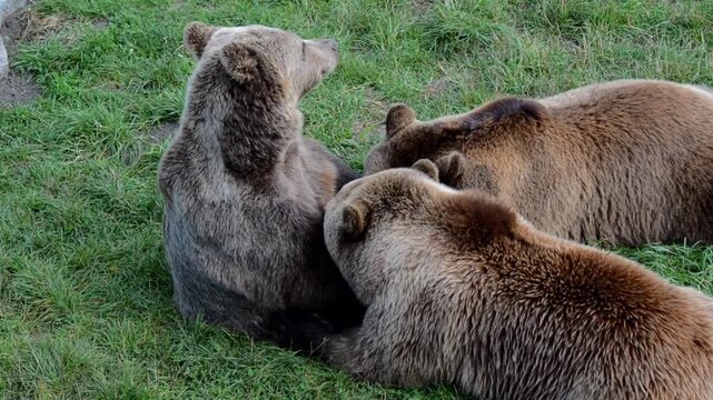 Three Brown Bears Resting Together on the Grass

