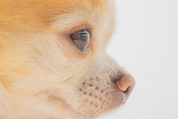Dog profile. Chihuahua dog on a light background.