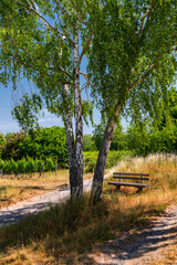 White birch tree twins near Bad Dürkheim on the German Wine Route at Palatinate Forest, Rhineland-Palatinate, Germany