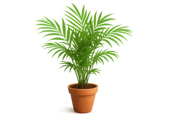 Obraz premium Potted chamaedorea elegans palm plant, green houseplant creating fresh air and comfort, transparent background