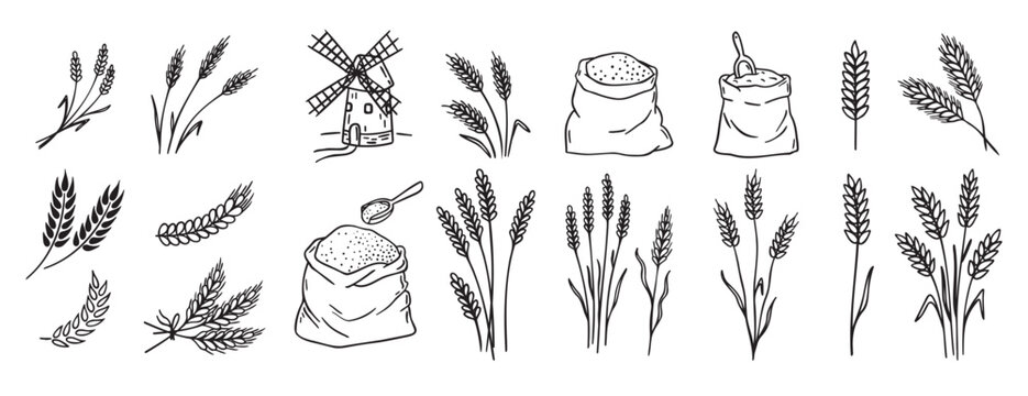 wheat and cereal plants, rye barley and ears of wheat in bag doodle hand drawn icon set. Outline drawing ears of wheat line clipart symbol collection