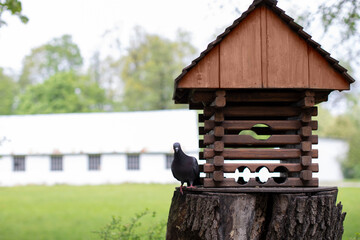 
Bird house and feeder on the tree in the park and pigeon