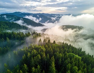 Misty forest landscape, hills disappearing into clouds