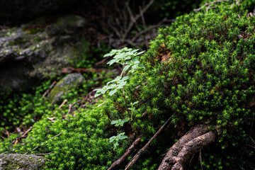 美しい苔の森を歩く　白駒の池