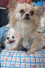 Two small fluffy dogs sitting on a colorful cushion, creating a cute, cheerful, and lively pet moment perfect for lifestyle, events, and commercial animal content.