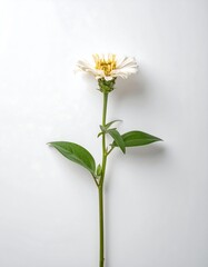 Single white flower on white background