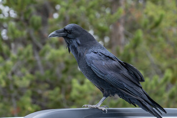 The common raven or northern raven (Corvus corax) is a large all-black passerine bird. Firehole Canyon Road, Yellowstone National Park, Wyoming.