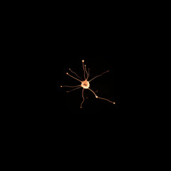 A microscopic view of a neuron cell with branching dendrites against a black background.