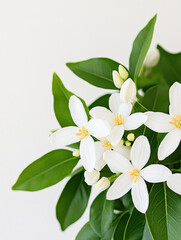 Obraz premium Delicate white blossoms and glossy green leaves form a fresh botanical bouquet, captured in soft light for an airy, versatile stock image suitable for spring decor.