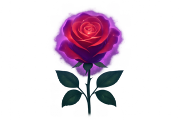 Glowing enchanted red purple rose with transparent background