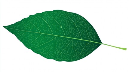 Obraz premium A single, vibrant green leaf with prominent veins and a serrated edge, isolated on a white background.