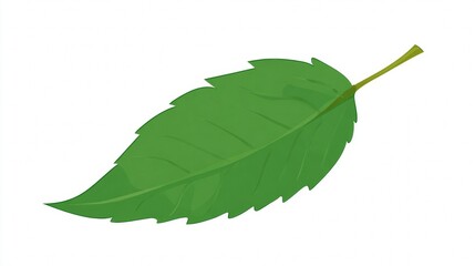 Obraz premium A single vibrant green leaf with serrated edges and a visible stem on a plain white background.