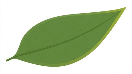 Obraz premium A single green leaf with a prominent central vein, depicted in a simple, illustrative style.