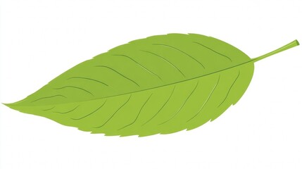Obraz premium Illustration of a single green leaf with visible veins and a stem, isolated on a white background.