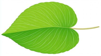 Obraz premium A fresh, single green leaf with a visible vein pattern is isolated on a white background, perfect for nature and botany themes