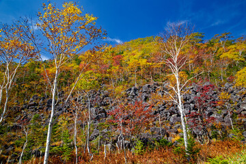 千畳くずれと紅葉