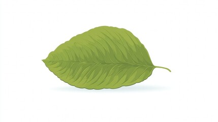 Obraz premium A single, detailed illustration of a vibrant green leaf with prominent veins, isolated on a white background.