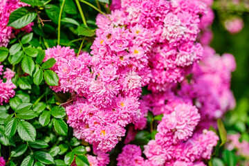 Close up of purple Lagerstroemia or crape myrtle.