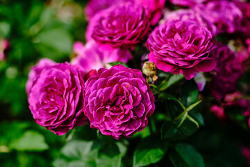 Purple roses in a garden