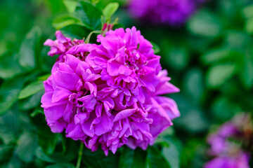 purple flowers in the garden