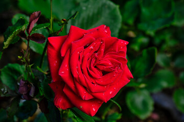 A red rose in a garden