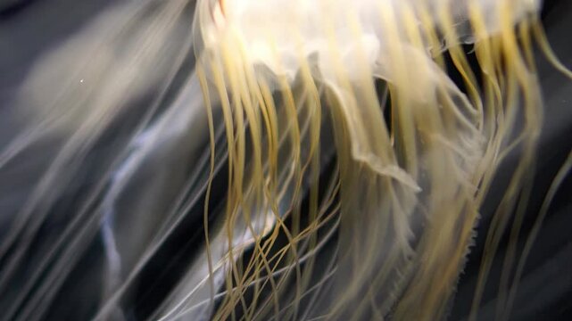 Jellyfish Japanese Sea Nettle Extreme Closeup of Chrysaora Pacifica