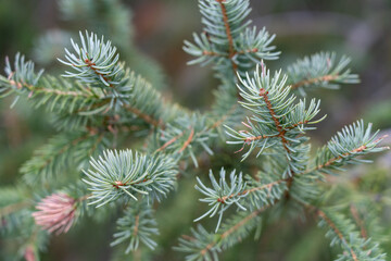 The Pinaceae or pine family, are conifer trees or shrubs, including many of the well-known conifers of commercial importance. Yellowstone National Park, Wyoming