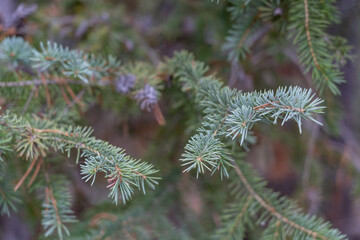 The Pinaceae or pine family, are conifer trees or shrubs, including many of the well-known conifers of commercial importance. Yellowstone National Park, Wyoming