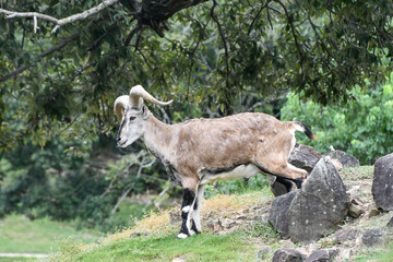 バーラル　Blue Sheep