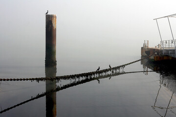 Fototapeta premium Mist Shrouded Dock With Birds On A Rusty Chain And Calm Waterfront At Sunrise Pier