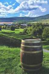 wine barrels in a vineyard