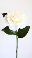 Fototapeta premium Elegant white camellia with soft petals and gentle light on white background.