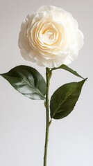 Fototapeta premium Elegant white camellia with soft petals and gentle light on white background.