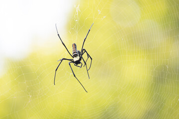 female giant wood spider grooming itself, also known as the golden silk orb weaver, 'nephila pilipes', against blurred green background with selective focus and bokeh effect