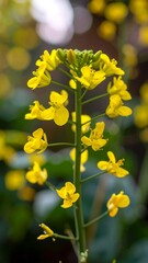 Obraz premium Close-up of vibrant yellow flowers (3)