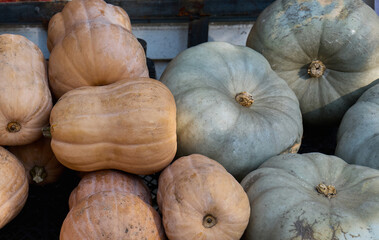 Colorful pumpkins displayed at a local market