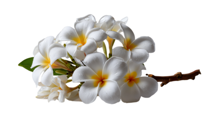 Elegant White Flower: Delicate white blossoms with a vibrant yellow center adorn a brown branch, exuding purity and beauty, creating a sense of serene elegance.