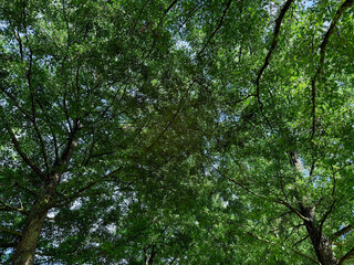 Beautiful tree with green leaves growing under blue sky, bottom view