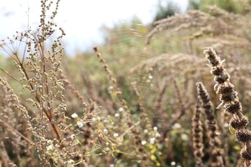 Empty cobweb on plant in meadow, closeup