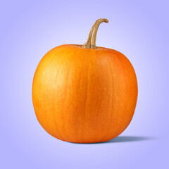 Whole ripe pumpkin on violet background. Fall vegetable