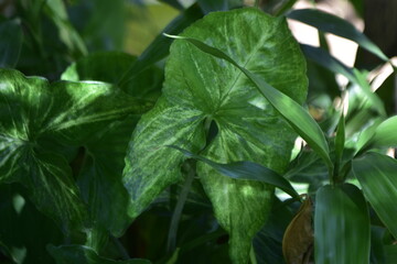 Hojas verdes