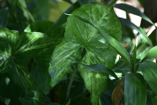 Hojas verdes