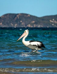 Pelican wading in the ocean