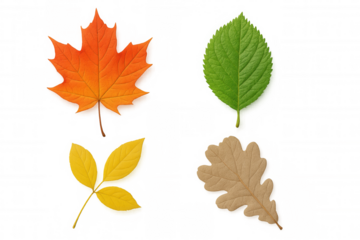 Various foliage displaying seasonal transformation, featuring green, yellow, orange, and brown leaves for fall and nature themes
